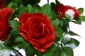 А137 Букет розы с узорными лепестками 7г.+3 ветки, 50см, уп.20 - 23G