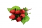 А243 Букет розы "бутылочной" 7г., 60 см, уп.10 - 51B (Р)