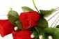 А247/2 Букет бутонов розы бархатных 7 г. с кашкой, 45 см, уп.40 - 51B - (Р)