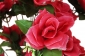 А269/2 Букет розы кустовой высокой 21г., 85см, уп.10 - 25K