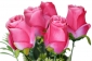 А250/3 Букет роз флористических 7г.+3 ветки+3листа, 55см, уп.10 - корЛ (Р)