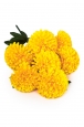 А174/7 Хризантема Шар 7г., 75 см, уп.10 - 44Г