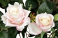 А368 Букет розы кустовой флористической 15г., 50см, уп.24