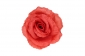 Г207 Голова розы полураскрытой Марина, d-10, уп.10 - Л