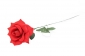 Е101 Роза бархатная на стебле 55 см, уп.10