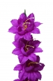 Ц101/2 Ветка гладиолуса 6 цветков 50 см, уп.80 - 43A