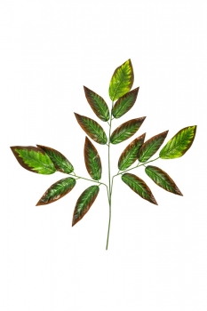 Д420/6 Ветка молочая с коричневой кромкой 70см, уп.12 - 23Б